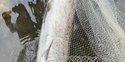 6月10日：魚道遡上調査実施