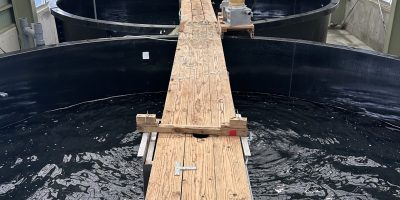 約70万尾稚鮎飼育開始！